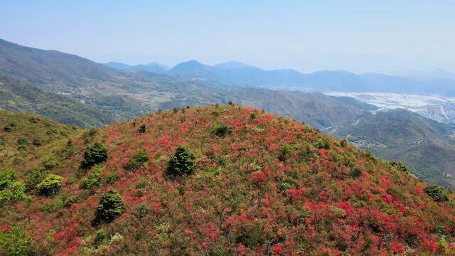 “浙江天然杜鹃花海,你见过几个”之鹤顶山杜鹃