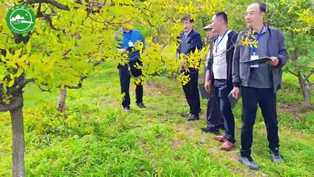 2023年“润城杯”徐州市第四届绿化工(修剪类)职业技能竞赛在邳成功举办