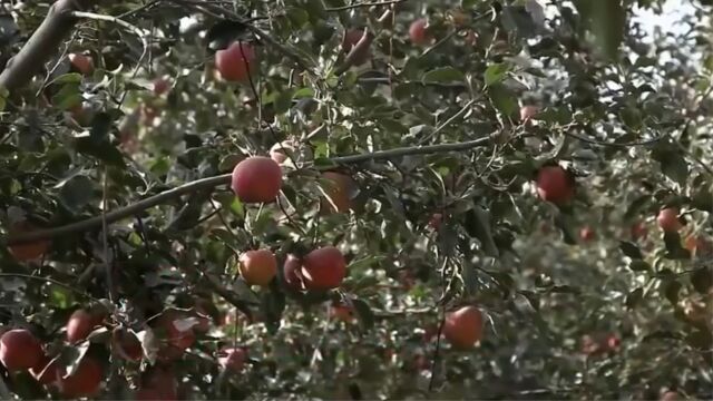 打造绿色果品,阿克苏市以虫治虫,生物防治虫害