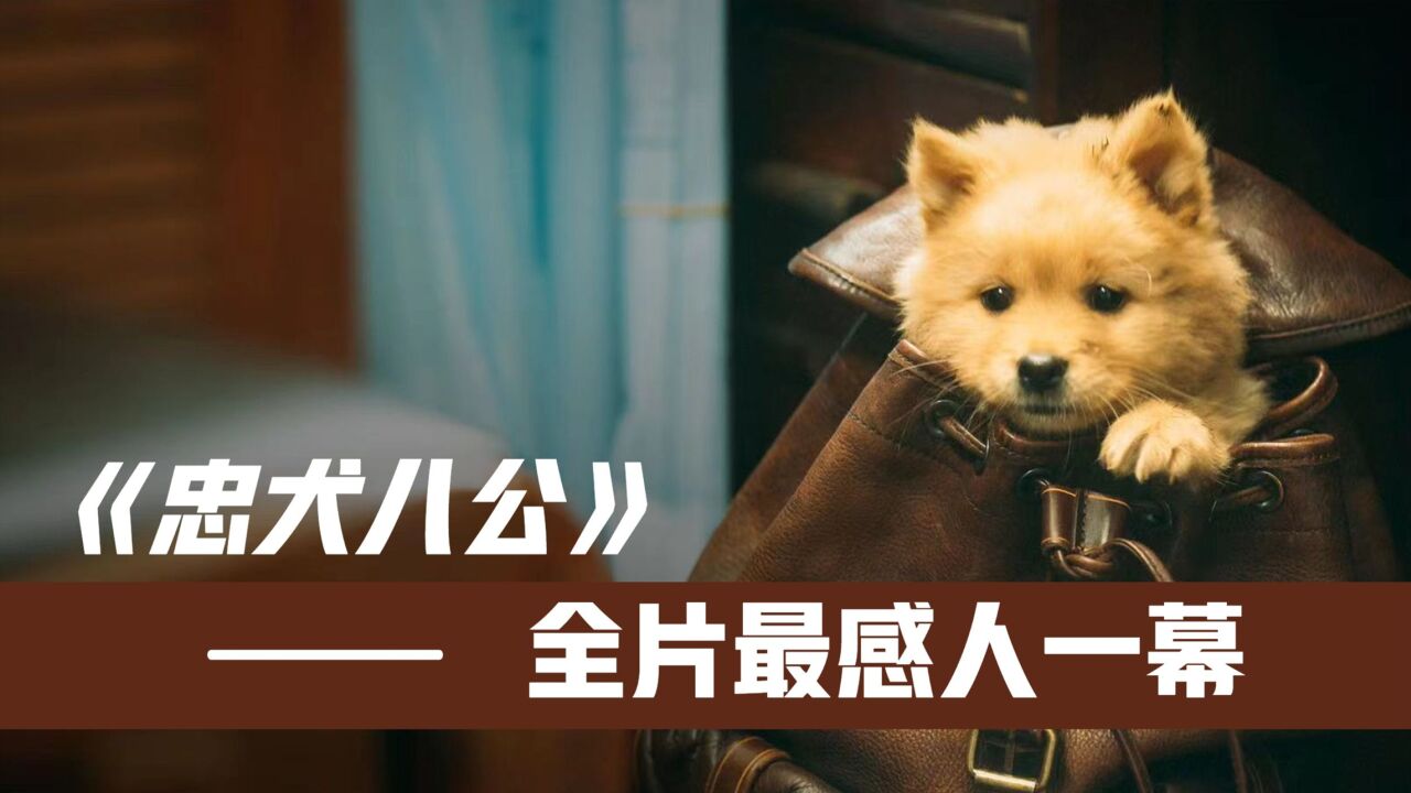 《忠犬八公》全片最感人一幕!八筒这段演技炸裂!导演一秒不忍心删_高清1080P在线观看平台_腾讯视频