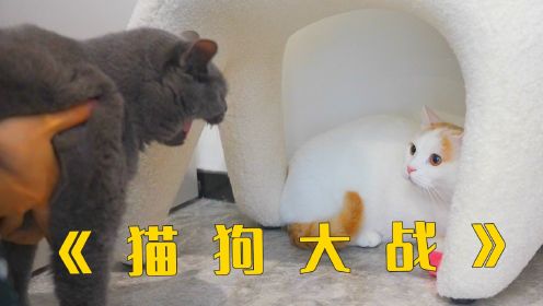 猫狗真的不能一起养！