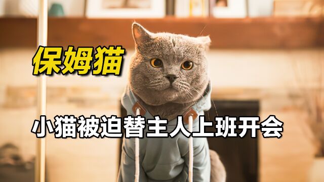 影视:神奇小猫替主人上班开会,讲PPT的样子太可爱了!《保姆猫》