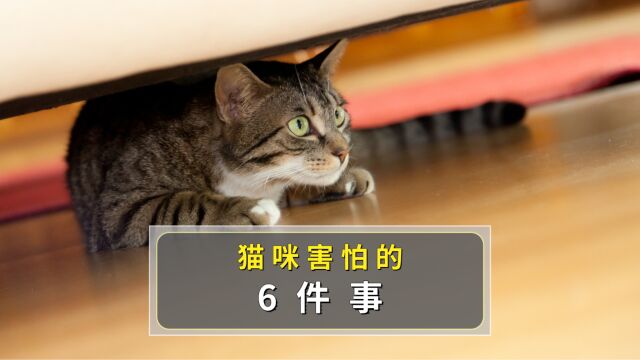 这6件事让猫咪很害怕,别不知道!