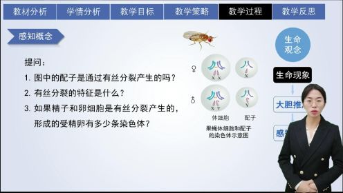 王茹-减数分裂与受精作用第一课时