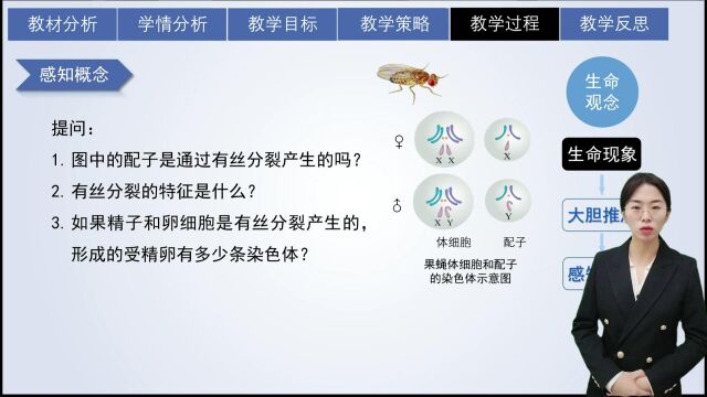 王茹减数分裂与受精作用第一课时