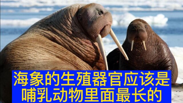 公海象和母海象是怎么交配繁殖的?看完你就知道了