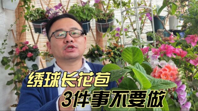 绣球长花苞,3件事不要做,避免消苞,开花更多