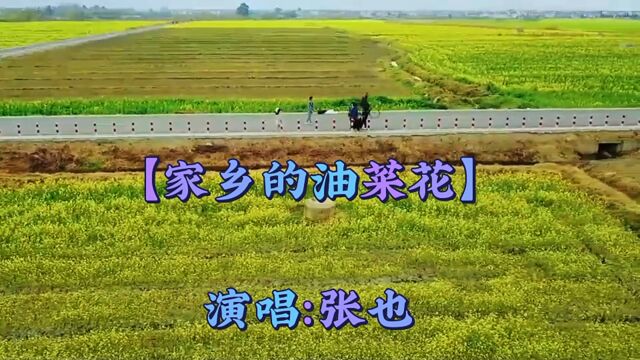 张也演唱【家乡的油菜花】歌美景也美,令人陶醉