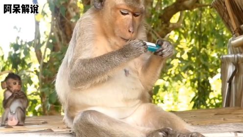 猴子捡到一个打火机，还以为是啥新型饮料，结果差点把牙齿崩掉#动物世界#动物#动物解说#猴子#猴子成精#猴子搞笑视频
