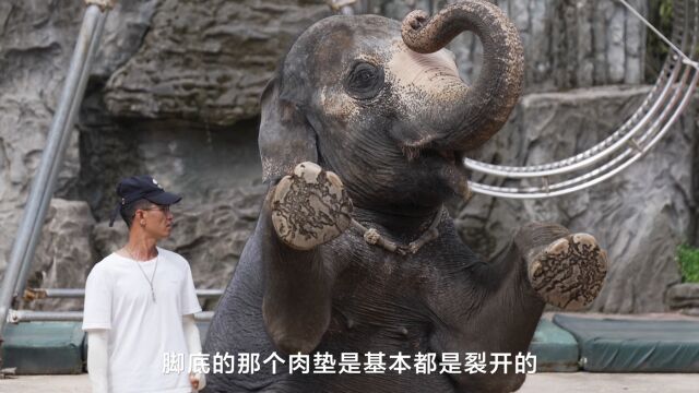 实地调查动物园大象表演:训象师用隐蔽锥子刺激大象单腿倒立