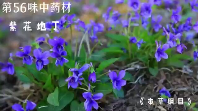 今天介绍第五十六味中药材,紫花地丁#紫花地丁 #中医 #中药材 #中草药 #倪海厦