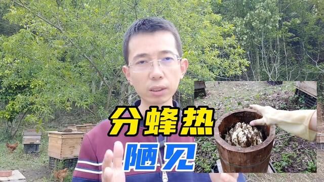 “分蜂热”更多的是一种生物本能,信息素、蜂箱空间、蜂种是诱因#养蜂技术分享 #分蜂热 #三农养殖