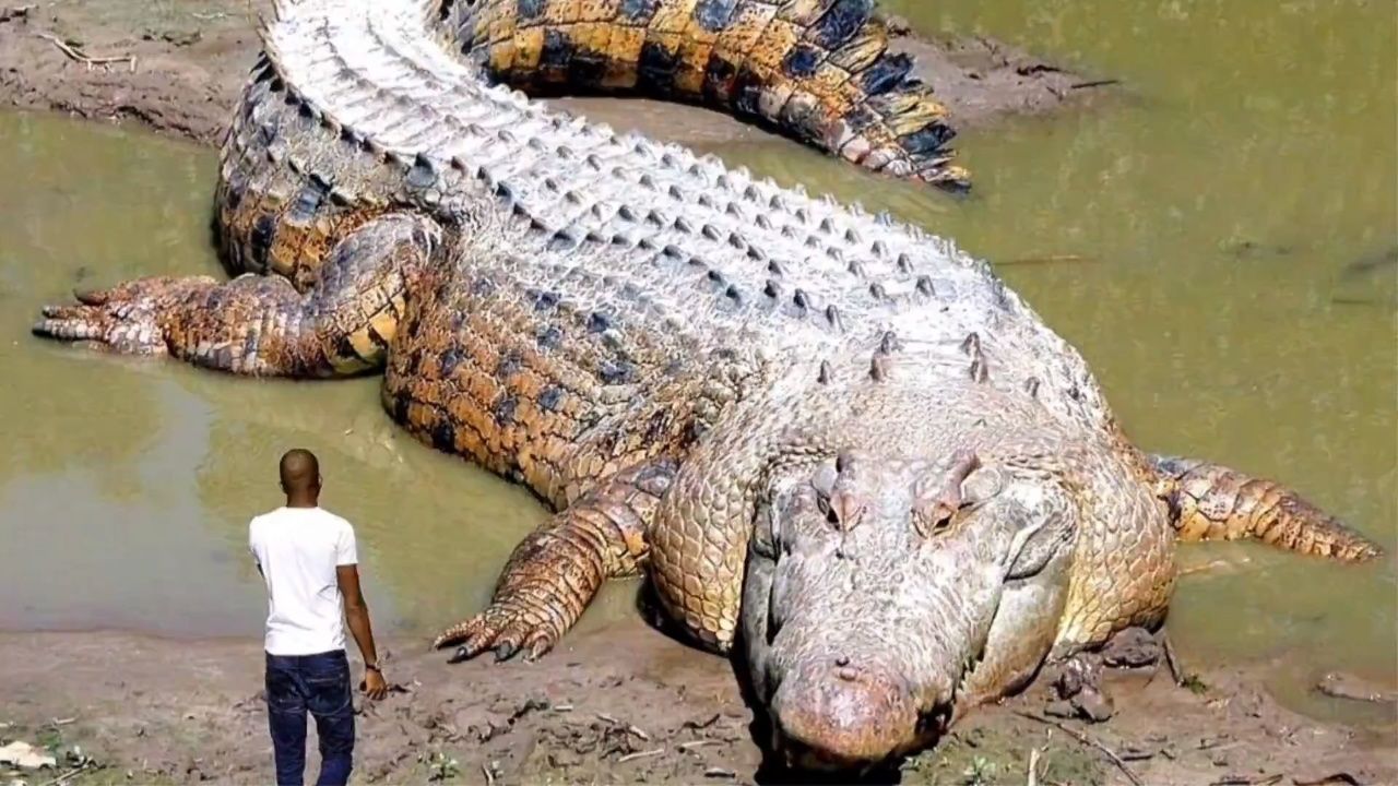 非洲最大的鳄鱼图片