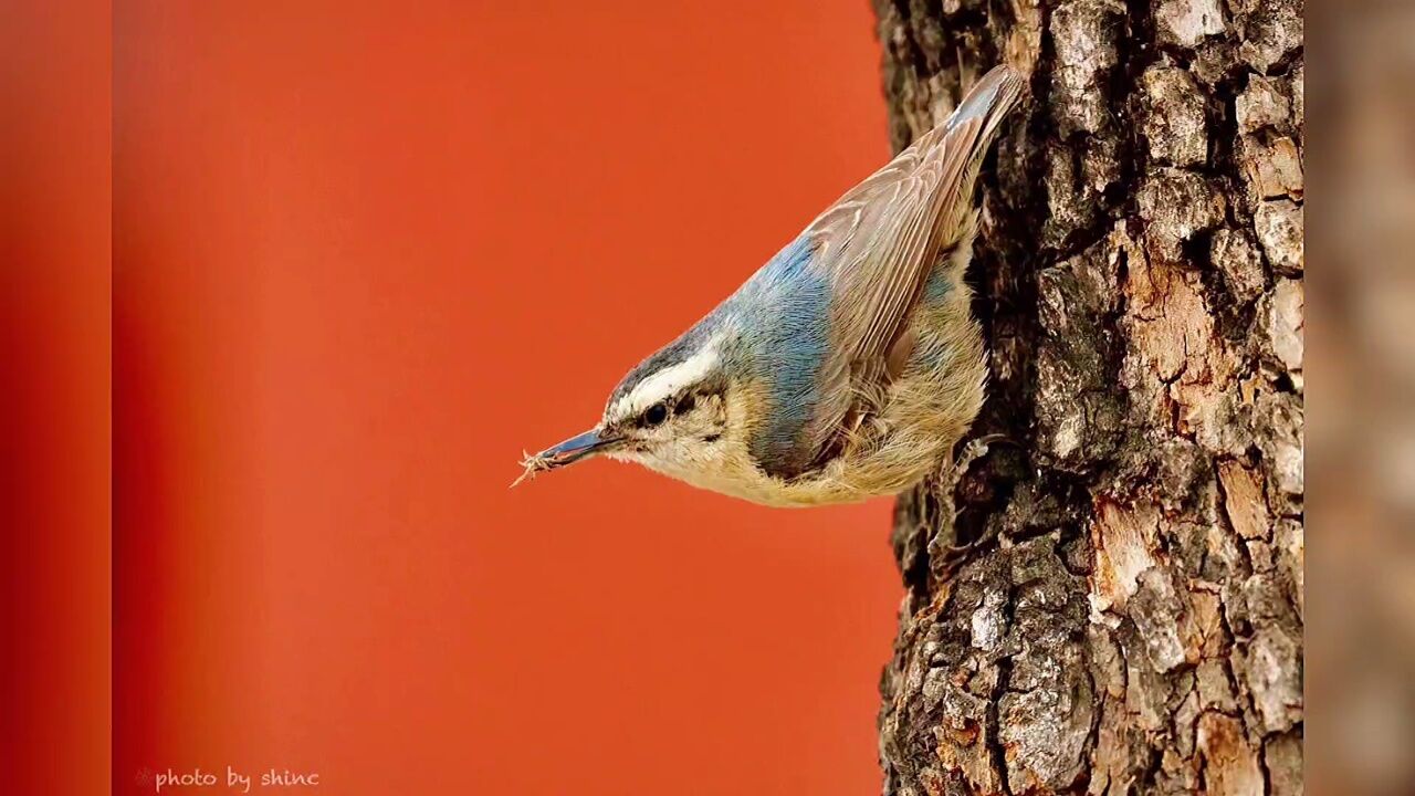 家在故宫—黑头䴓(shī) sitta villosa俗名贴树皮
