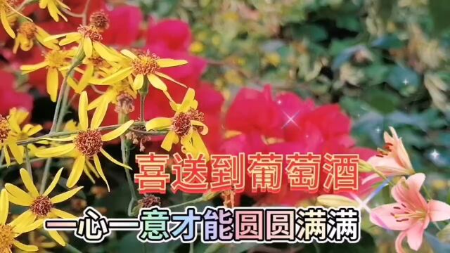 三角梅鲜花盛开美景欣赏,红色鲜花喜庆,漂亮迷人,美不胜收了!