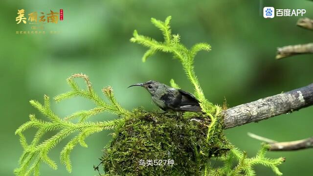 哀牢山自然保护区