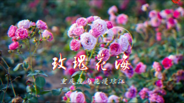 重庆5月最美的花海,潼南太安玫瑰花海,景美人少还免费开放