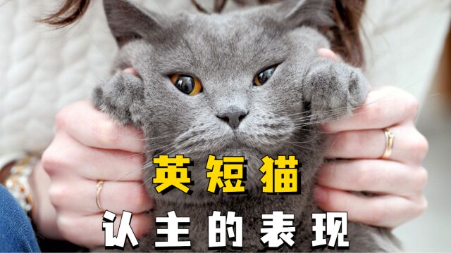 英短猫认主的这些表现,你知道多少呢?