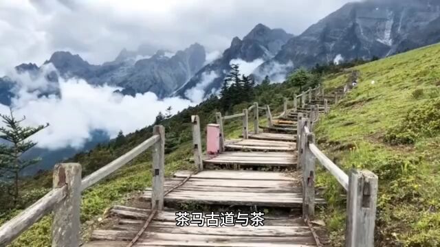 茶马古道与茶