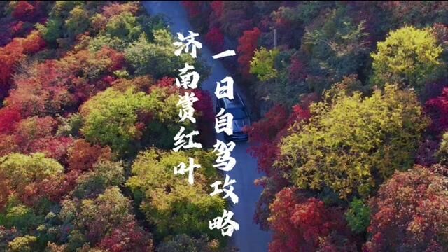 无门票!济南赏红叶,小寨~赵家岭优化路线.#一起来拍秋天 #又到登山赏红叶的好时节 #红叶 #泉城自驾