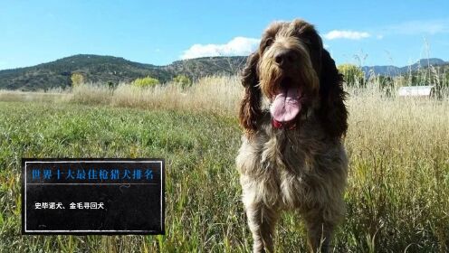 世界十大最佳枪猎犬排名史毕诺犬、金毛寻回犬