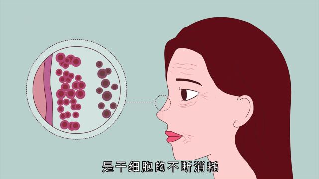 干细胞到底是什么?你想要了解的干细胞都在这里