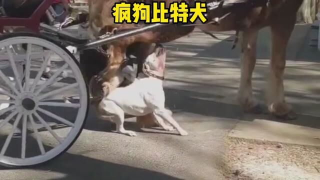 比特犬太狂妄,结果被马儿踹了一脚#惊险一幕 #比特犬