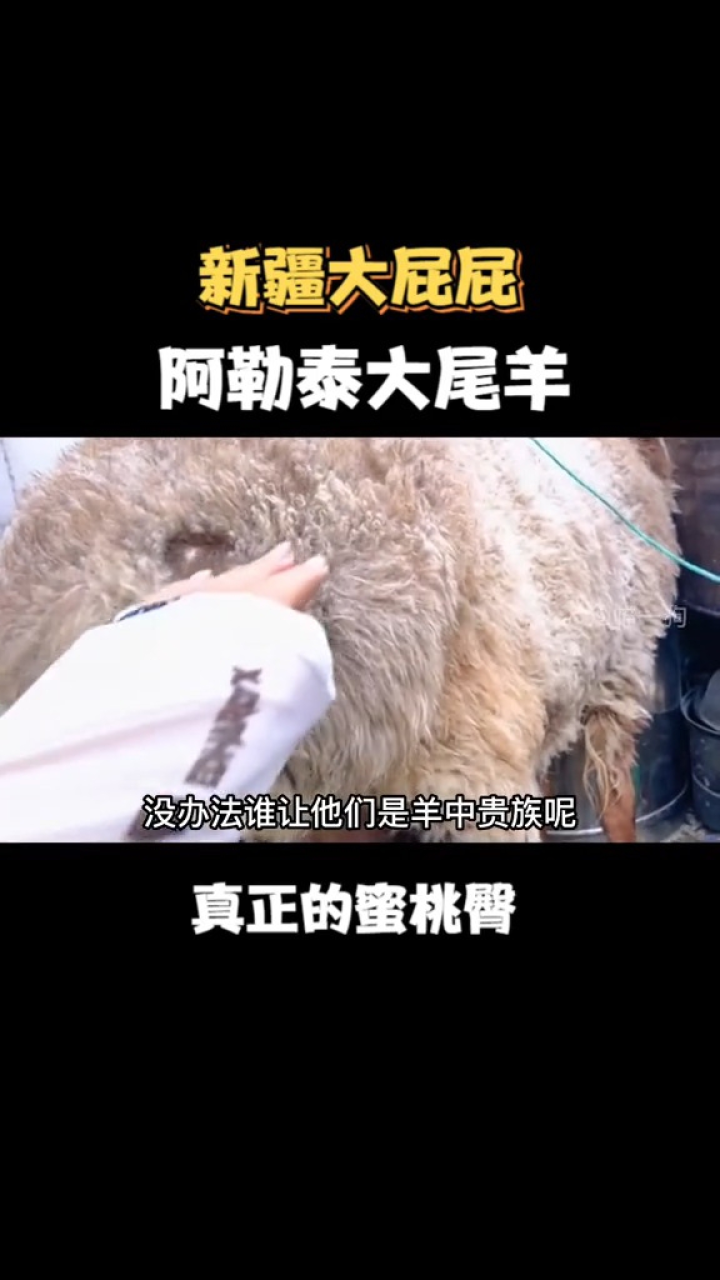 新疆大屁屁,阿勒泰大尾羊!真正的蜜桃臀