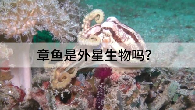 章鱼是外星生物吗?