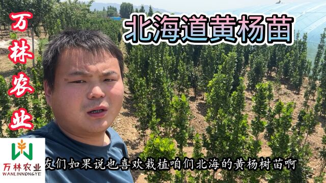 北海道黄杨苗适合于公园庭院绿化与围墙一年四季常青不落叶