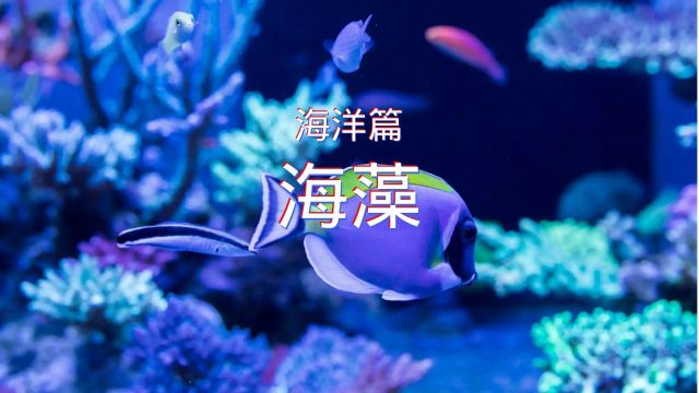 百科全书海洋篇海藻 简介