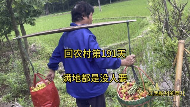 城市里这李子10元1斤,我们农村没人要,丢了又可惜,又卖不出去