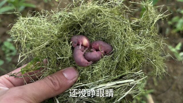 油菜地发现几只田鼠幼崽