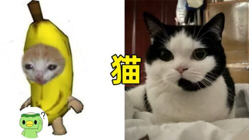 客服猫,可颂猫,苹果猫,香蕉猫,happy猫都出自哪里?_综艺_高清完整版视频在线观看_腾讯视频