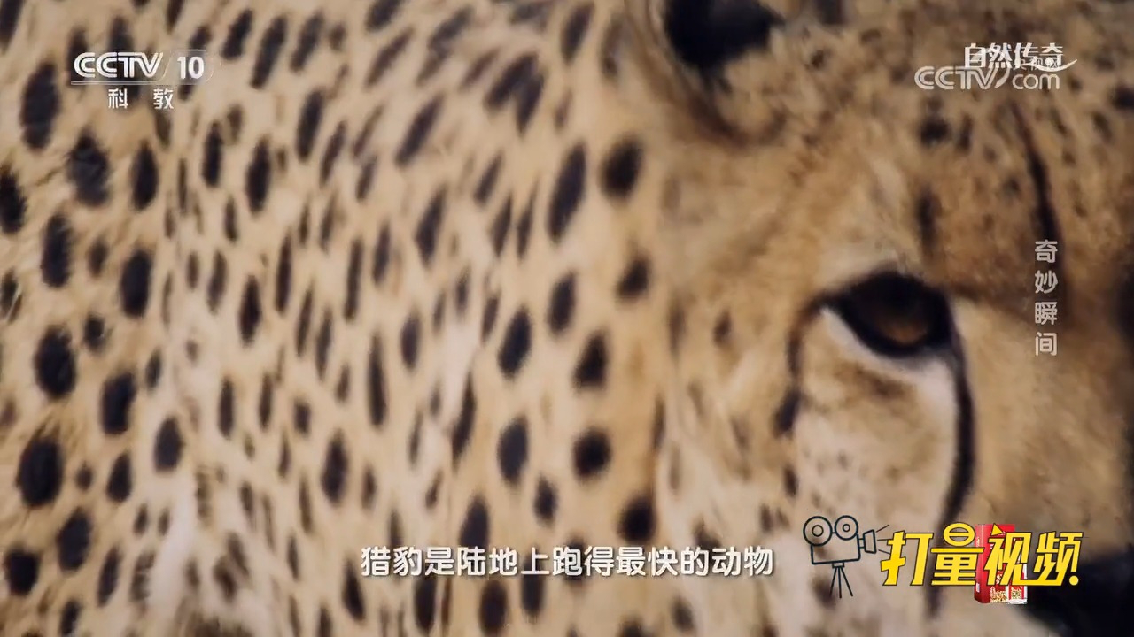 猎豹每天免费2小时加速=猎豹每天免费2小时加速器