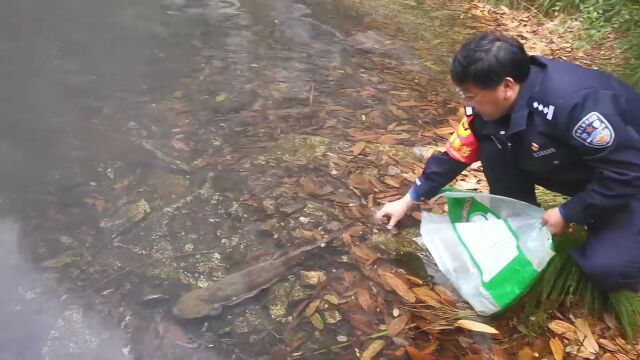 水沟里惊现野生“娃娃鱼” !