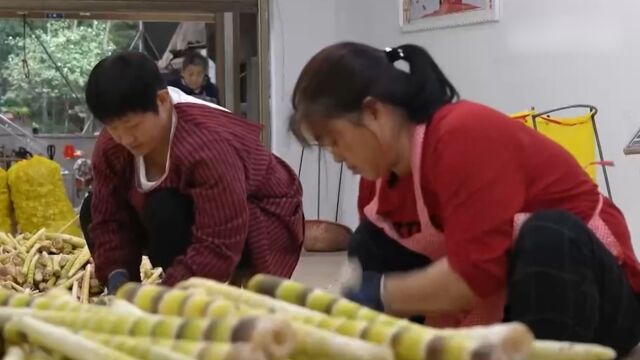 丰收了!四川泸州:大竹笋采摘季,竹农“竹”下生财