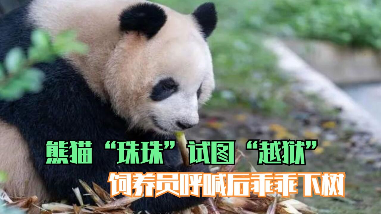 熊猫"珠珠"试图"越狱" 饲养员呼喊后乖乖下树
