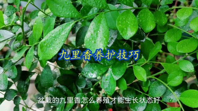 九里香养护技巧,注意这几点