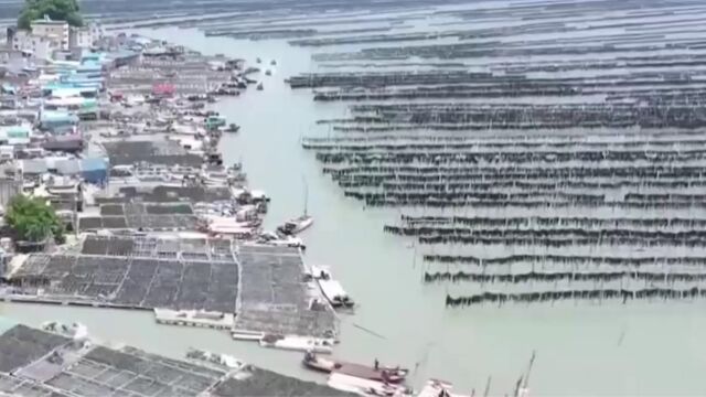 福建霞浦“中国海带之乡”迎来海带收获季