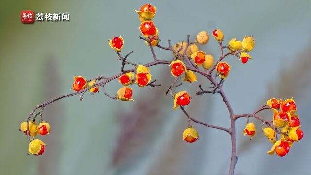 秋尽藤凝玛瑙琼!延时摄影欣赏南蛇藤果子成熟