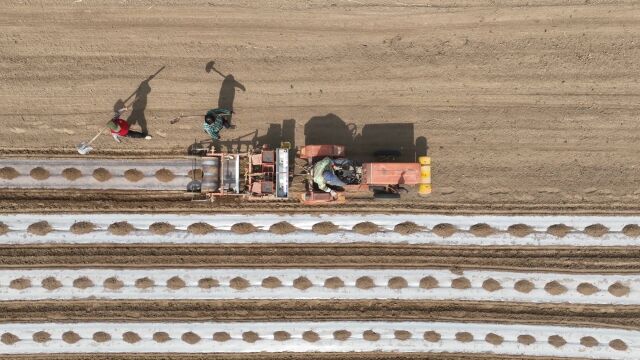 农业环保 武城县2万亩棉花用上全生物降解地膜