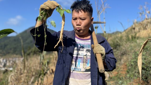 野生党参你吃过了吗?别看它藏在大山里,却是人人向往的食材