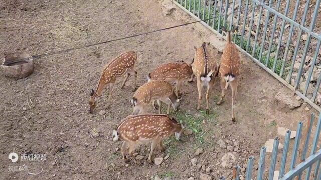 平顺县韩家村:特色种养 开启生态循环农业新模式