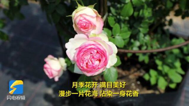 昌邑:月季花开 带来花“漾”浪漫