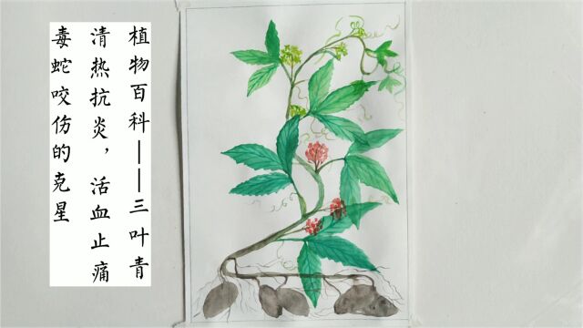 植物百科绘画之三叶青,爬藤植物,根部像小番薯,果实鲜红色