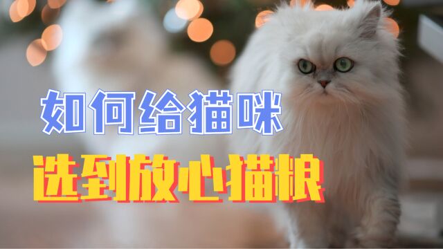 怎么样给猫咪挑选到放心的猫粮?这条视频别错过!