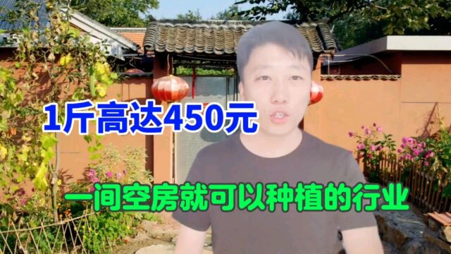 只需1间房就能做的暴利种植,投入小,月入23万,农村致富经