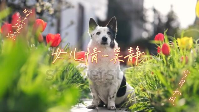 怀旧金曲:女儿情吴静