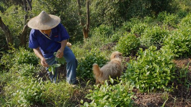 山间藏宝!从山野到餐桌的野生茼蒿菜…